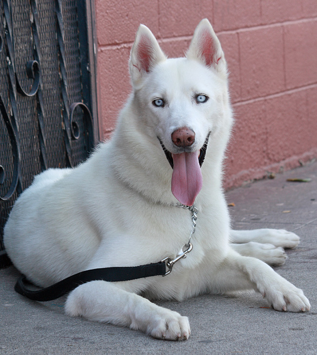 Albino german shepherd store with blue eyes